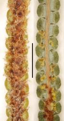 
  Abaxial surfaces of ultimate leaflets (with α costae).  Gleichenia alpina (WELT P026753) at left; G. dicarpa (WELT P026797) at right. Scale bar = 2 mm. 
 Image: L.R. Perrie © Te Papa 2014 CC BY-NC 3.0 NZ